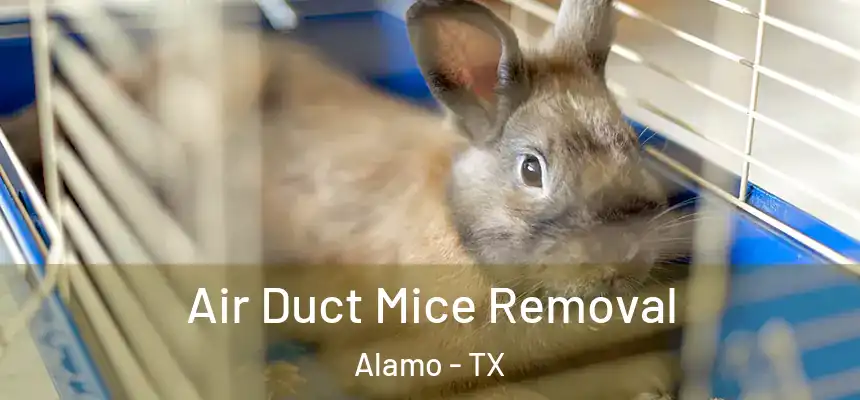  Air Duct Mice Removal Alamo - TX