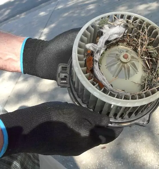 About Air Duct Rat Removal in Alamo, TX